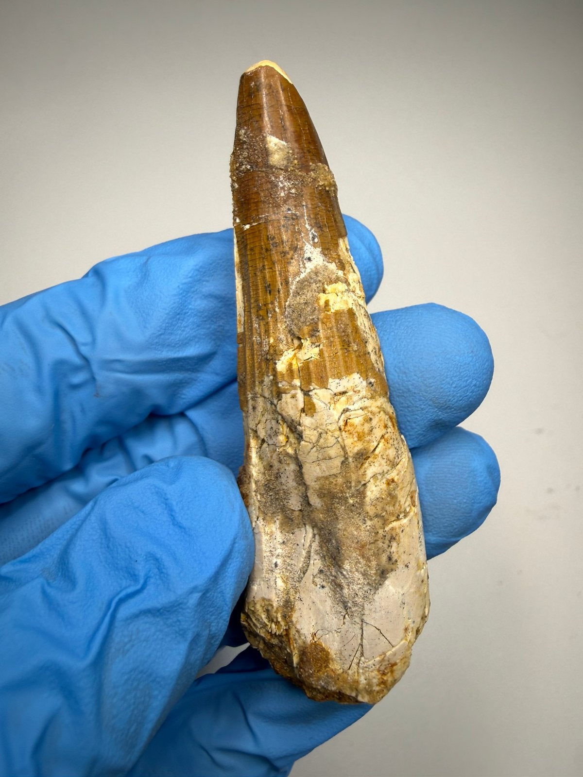 Grote Spinosaurus tand, Ophalen of Verzenden, Fossiel
