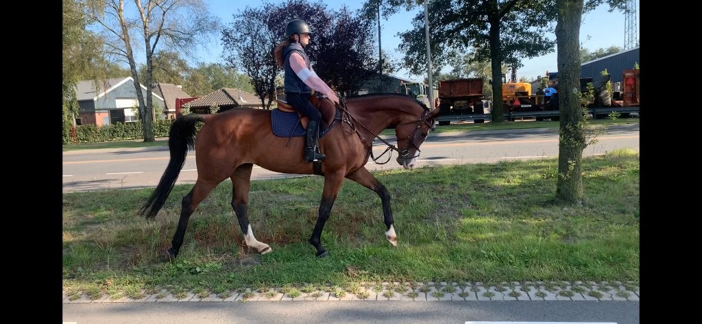 1.30m springpaard leerpaard fokmerrie 1.70m 10 jarige, Dieren en Toebehoren, Merrie
