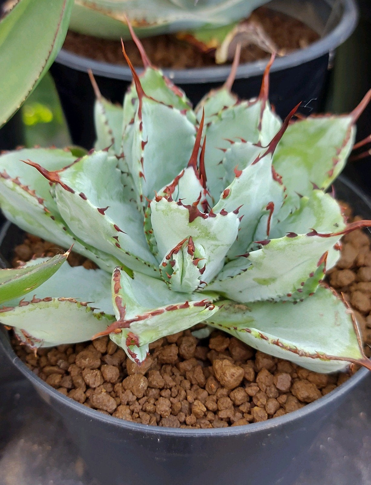 Agave Potatorum "Cubic" bijzondere Agave, Ophalen of Verzenden, Overige soorten, Halfschaduw, Minder dan 100 cm