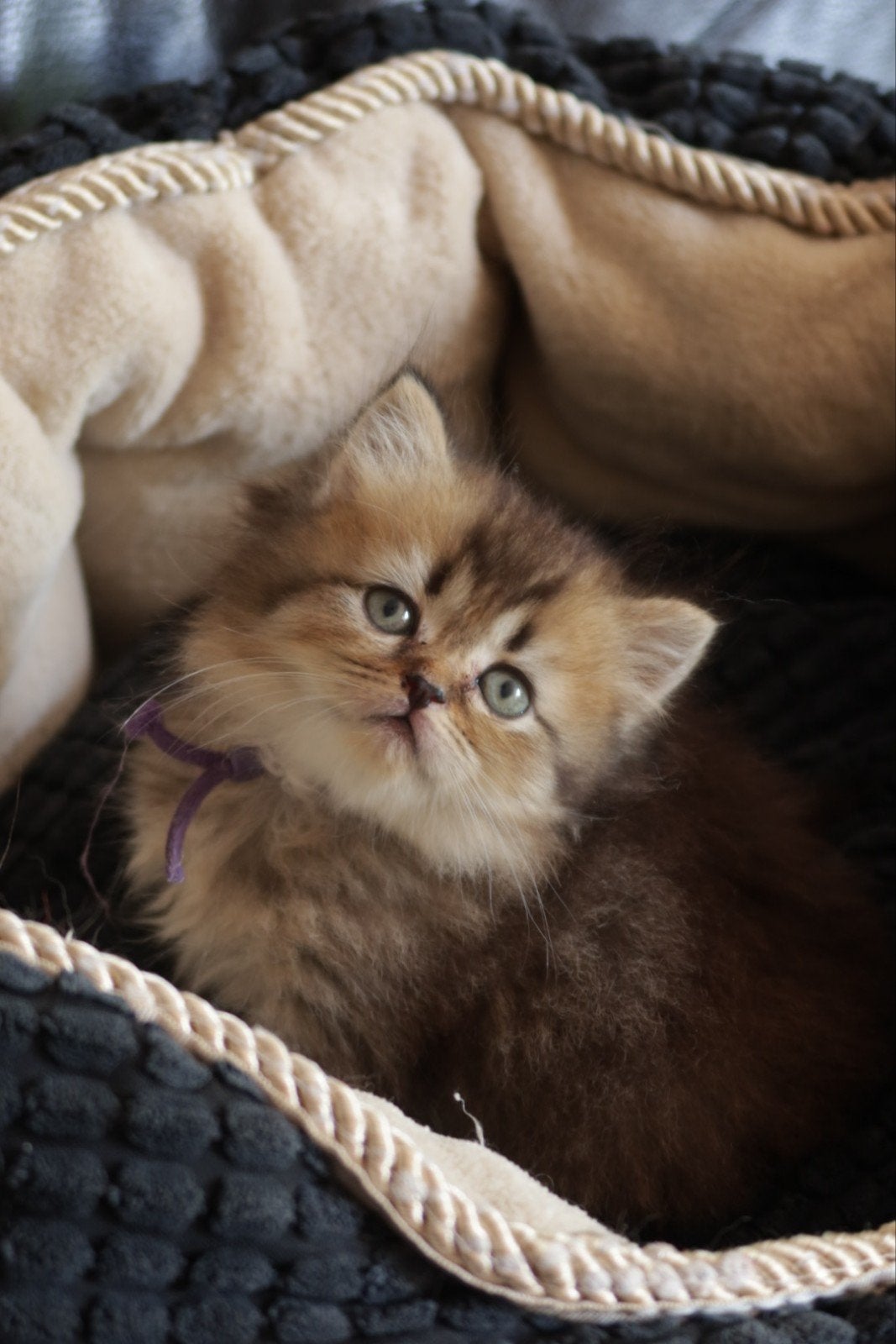 Britse Korthaar kittens, Kater, Ontwormd