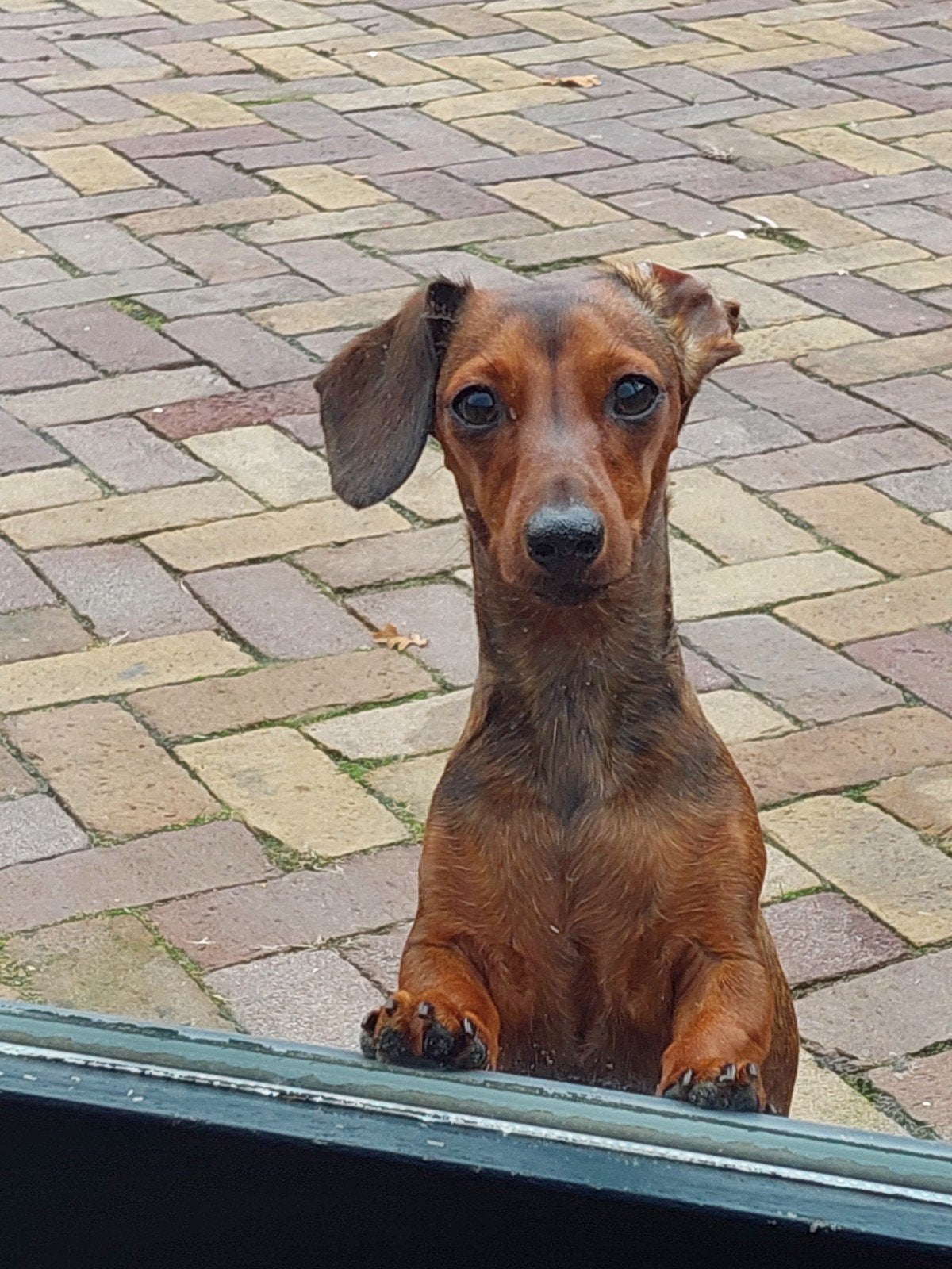 gezocht!! dek reu kaninchen kort haar, Reu, Eén hond, 3 tot 5 jaar, Nederland