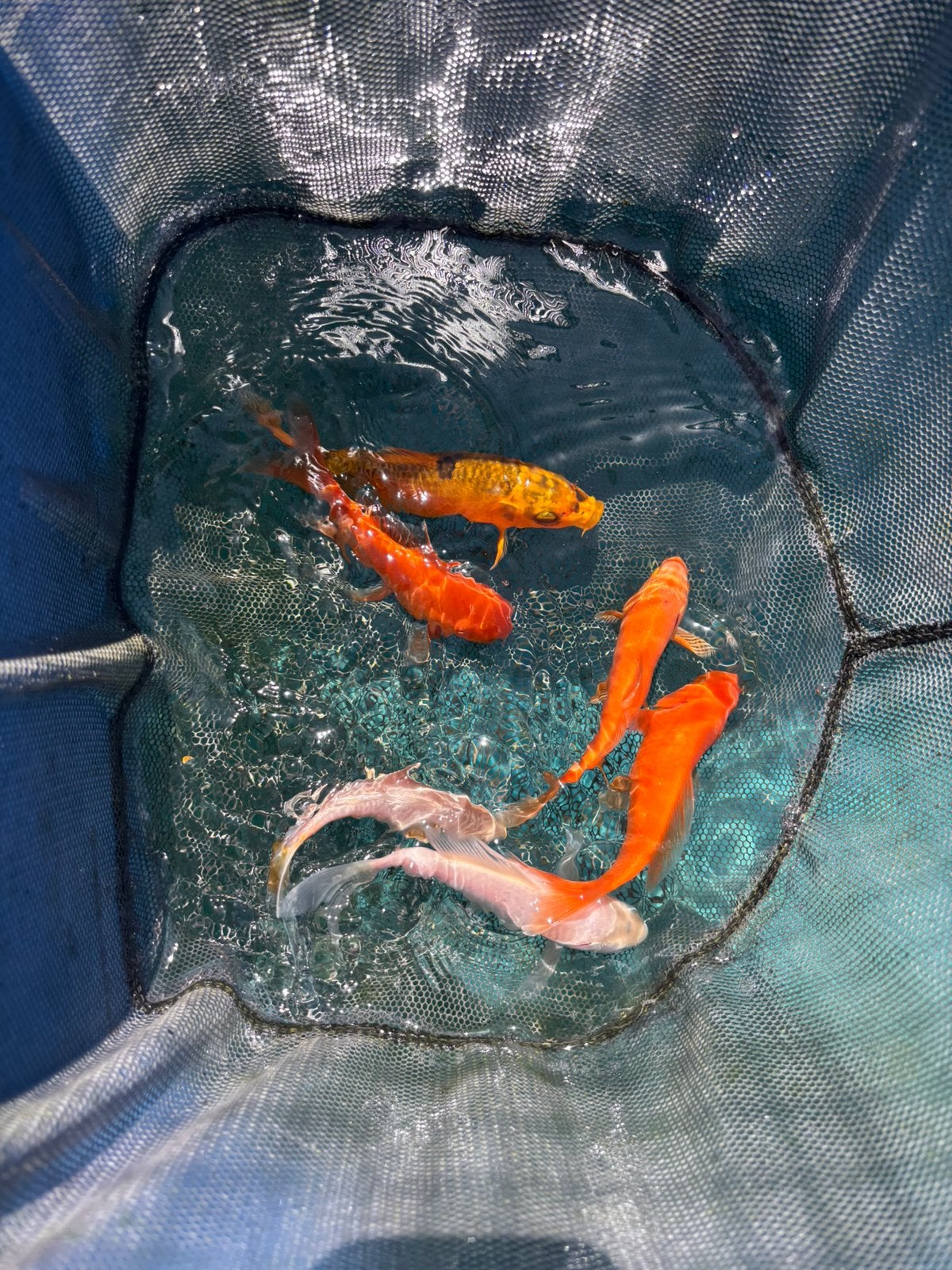 Koi mix