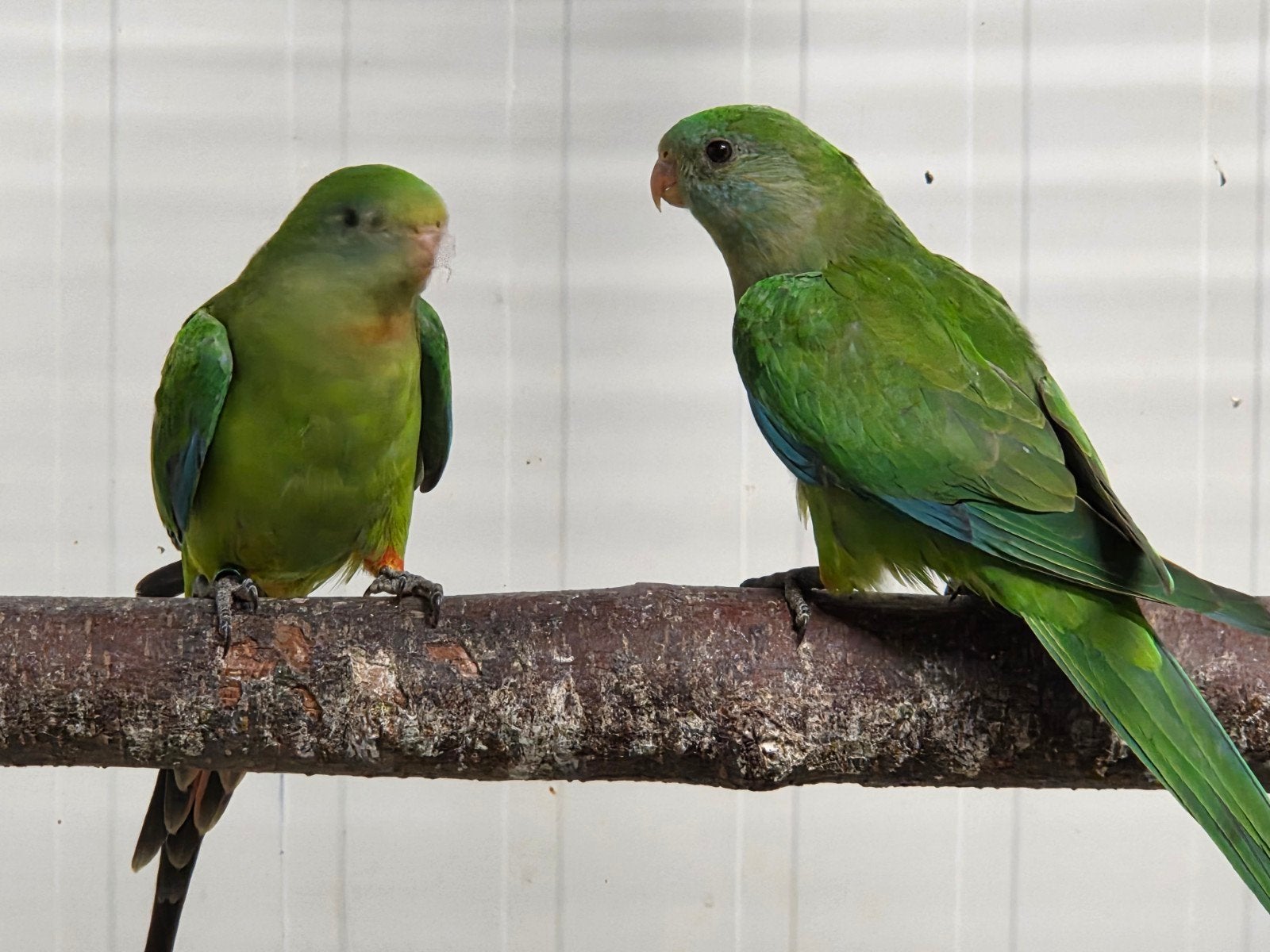 3 jonge Barraband parkieten