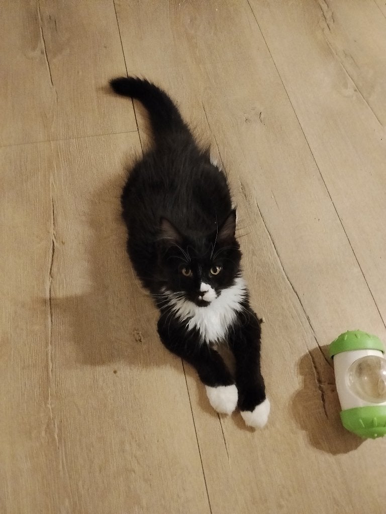 Russische Maine Coon kittens met stamboom, Meerdere dieren, Met stamboom
