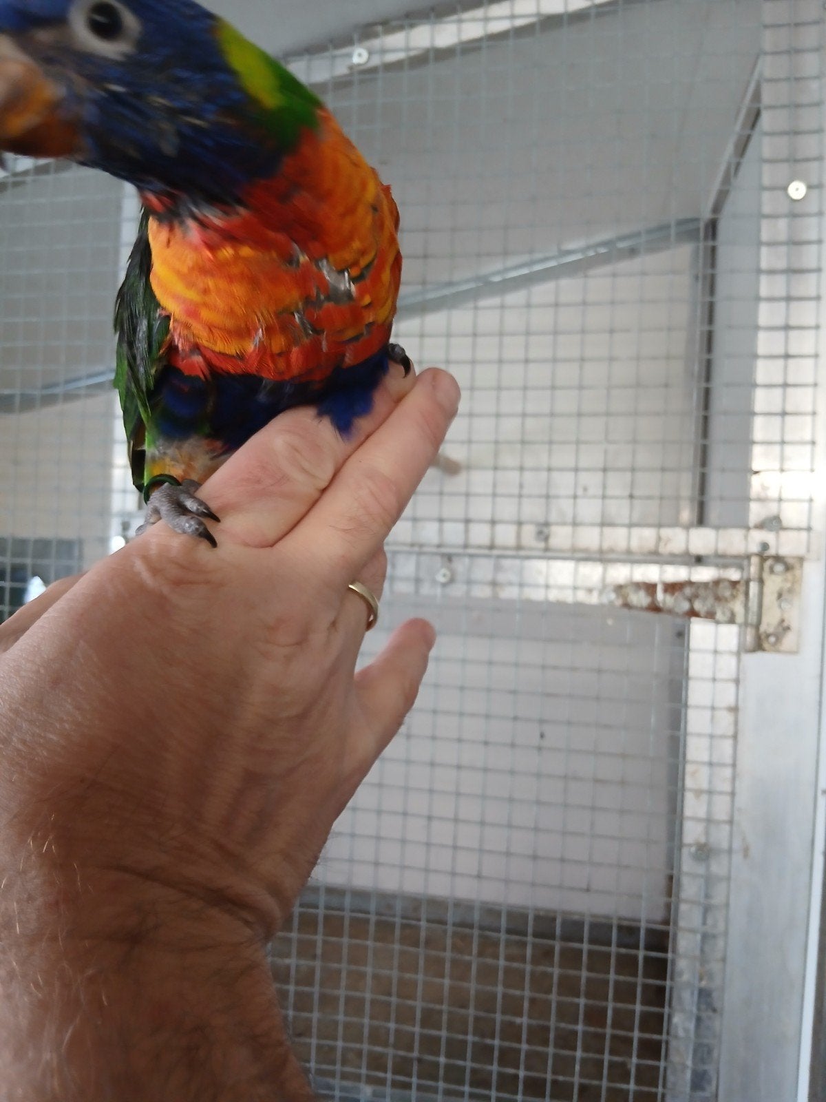 2 tamme lori's van de blauwebergen., Geslacht onbekend, Papegaai, Geringd