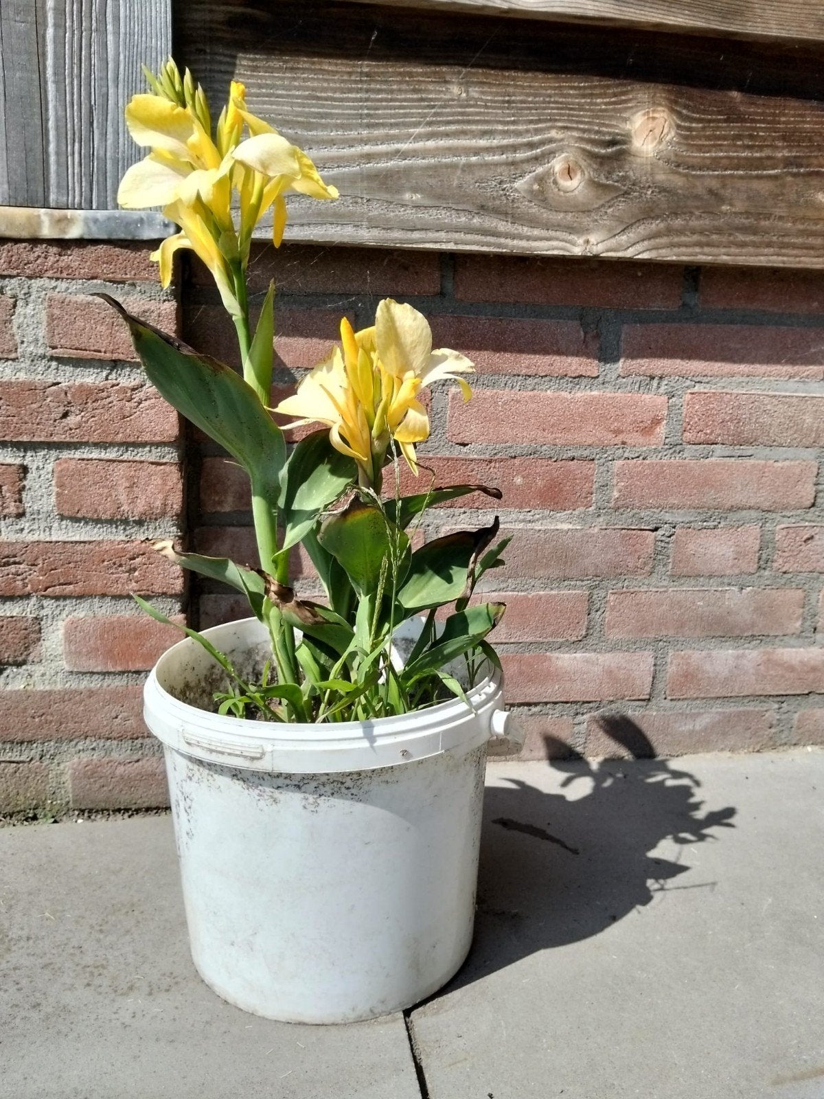 Gele en roze canna's, Ophalen, Overige soorten, Volle zon