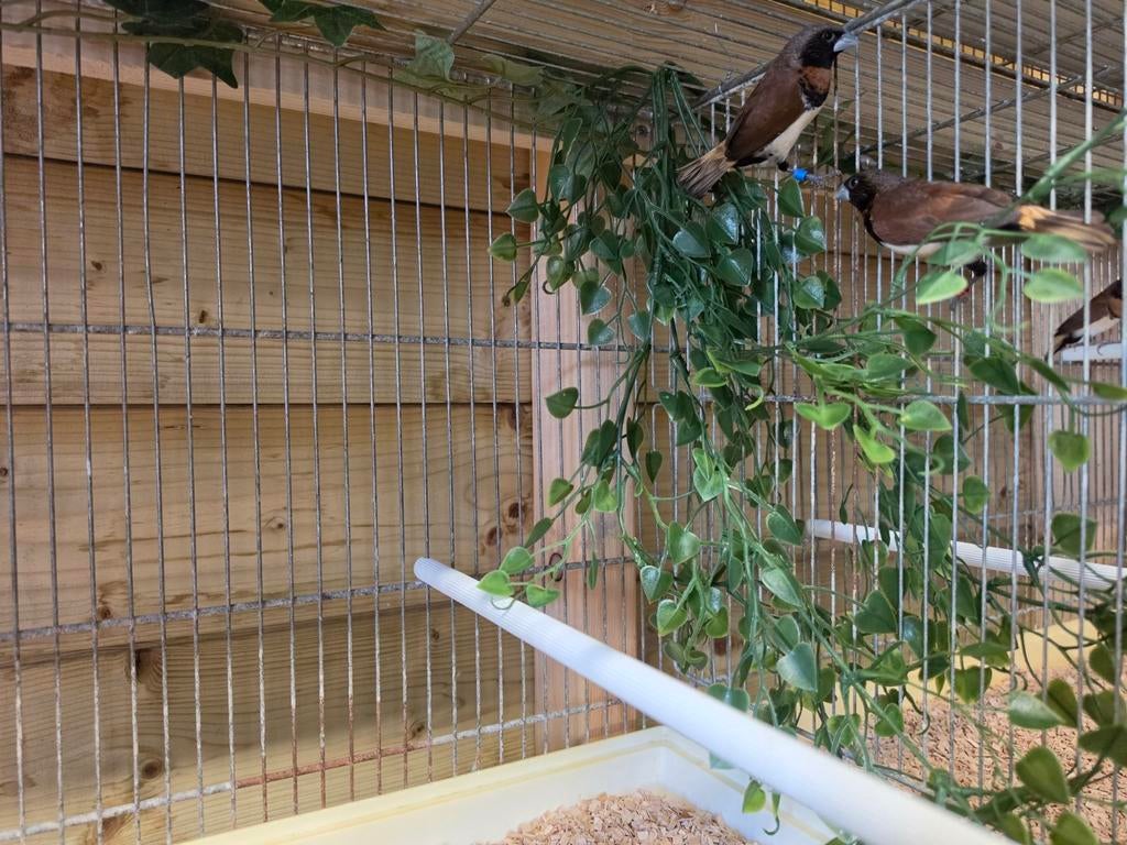 1-1 bruinborstrietvink koppel, Dieren en Toebehoren, Vogels | Overige Vogels, Meerdere dieren