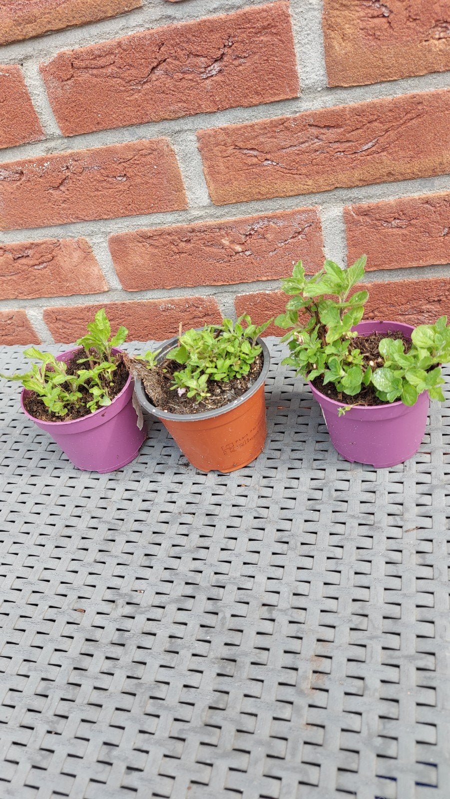 Biologische aardbeienmunt, Ophalen, Minder dan 100 cm, Overige soorten