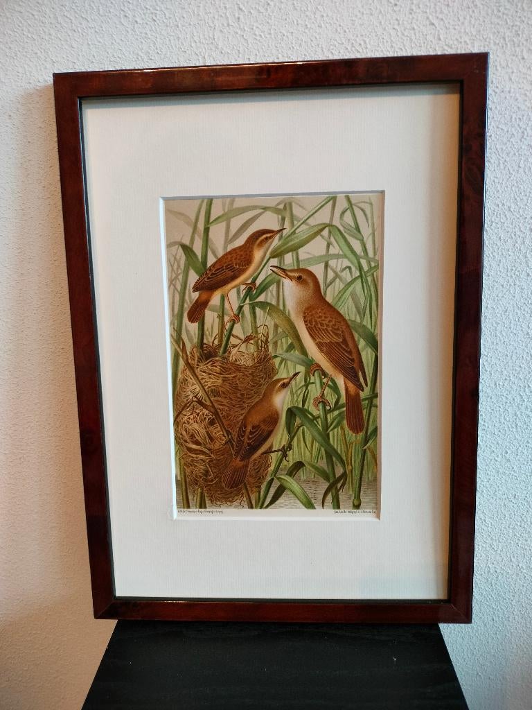Chromolitho Litho A. Haase Praag Vogels Vogel Birds 1888, Ophalen of Verzenden