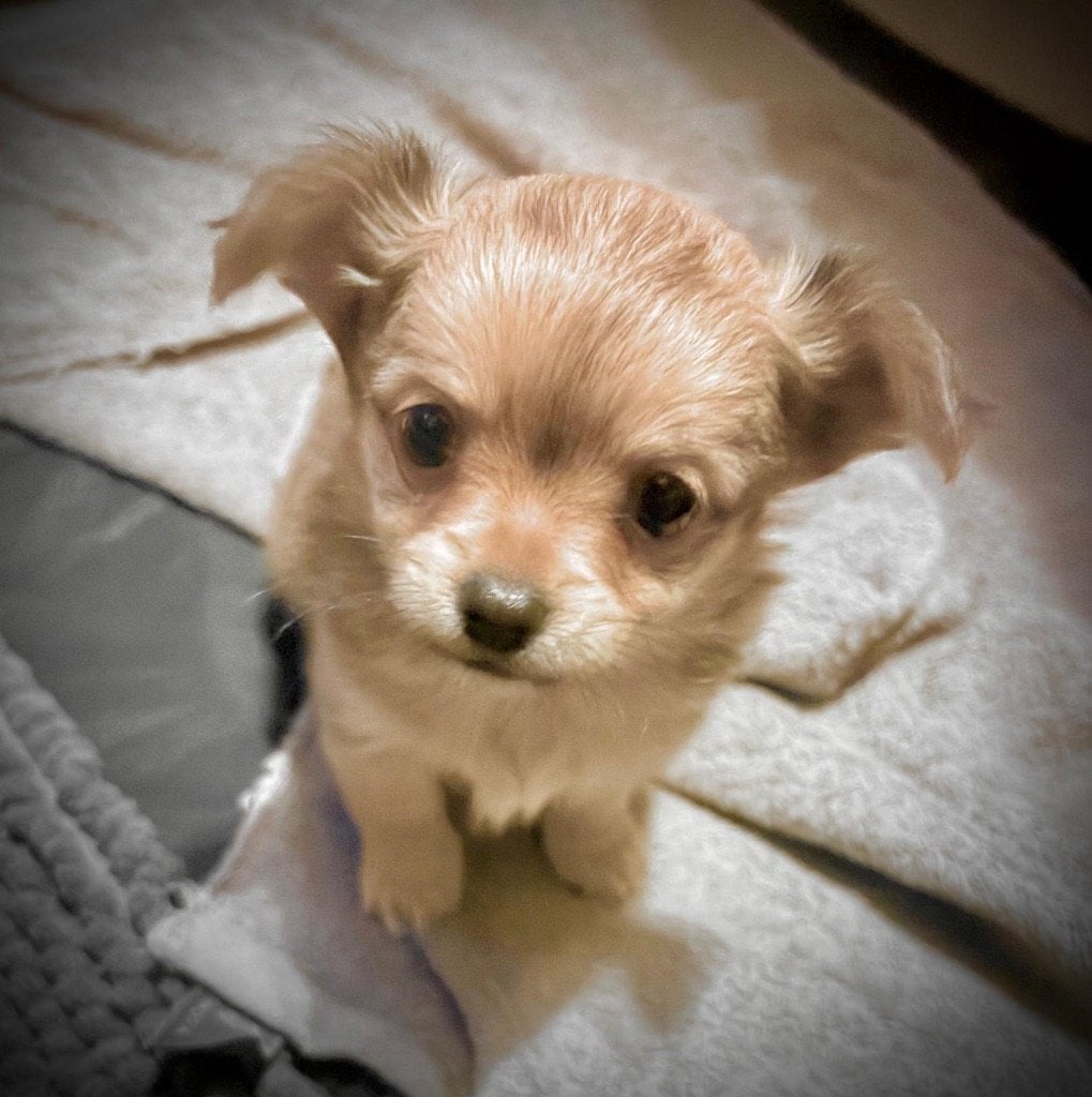 Chihuahua pups, België, Fokker | Hobbymatig, 8 tot 15 weken, Meerdere