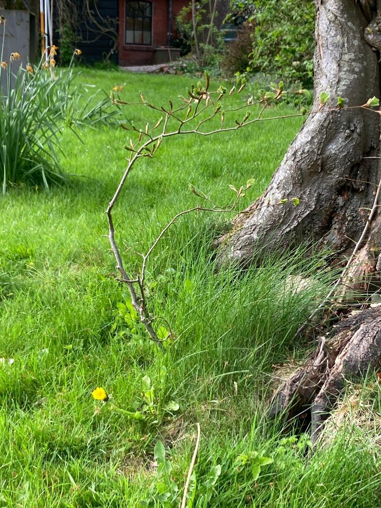 beukenboompjes Beuk Beukenboom jong, Ophalen of Verzenden, Lente, Volle zon, Overige soorten