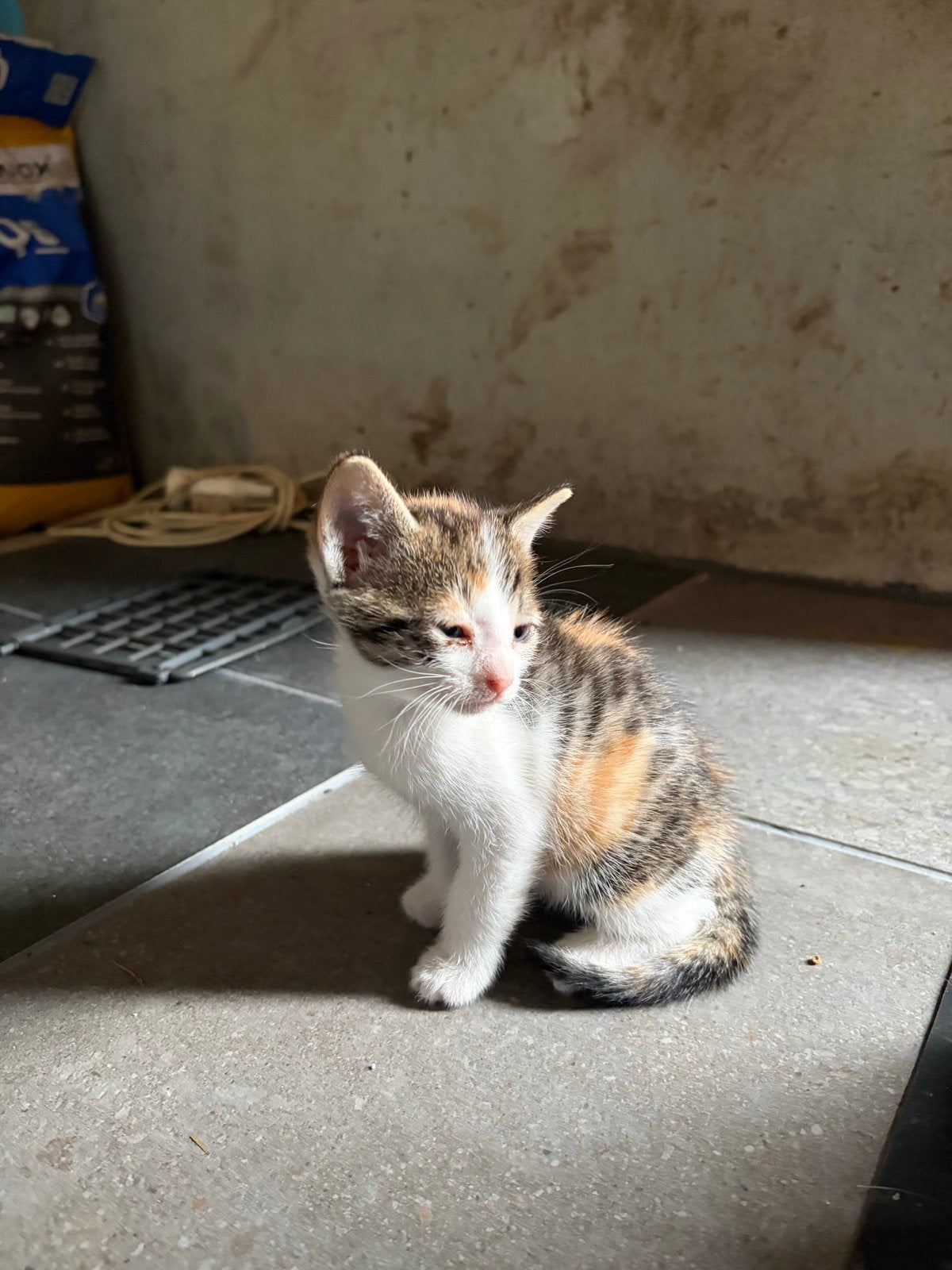 Kittens, Dieren en Toebehoren, Katten en Kittens | Overige Katten, Meerdere dieren