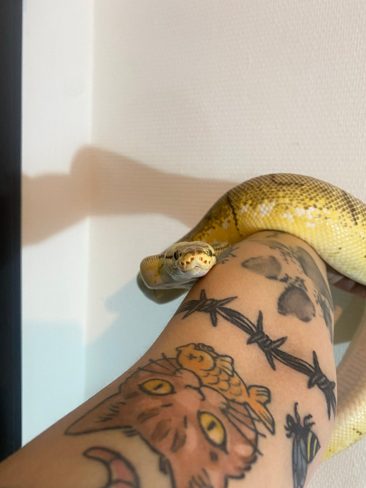 0.1 super enchi spinner OD het pied, Dieren en Toebehoren, Reptielen en Amfibieën, Slang, Tam, 7 tot 10 jaar