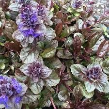 Ajuga reptans (Zenegroen), Ophalen, Bodembedekkers, Vaste plant, Halfschaduw