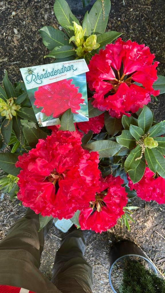 Rhododendrons, Tuin en Terras, Ophalen, Volle zon