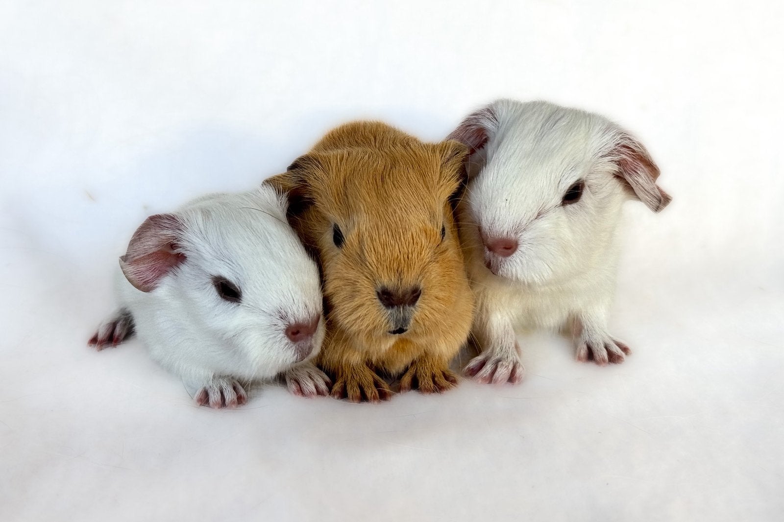 Verschillende Schitterende Cavia Beren beschikbaar!, Dieren en Toebehoren, Cavia, Mannelijk, Tam, Oktober