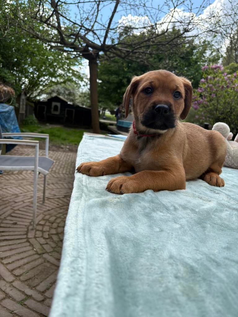 Puppy’s kruising dog. Prachtig mooi en lief., Dieren en Toebehoren, Honden | Niet-rashonden, 8 tot 15 weken, Groot, Meerdere, Meerdere dieren