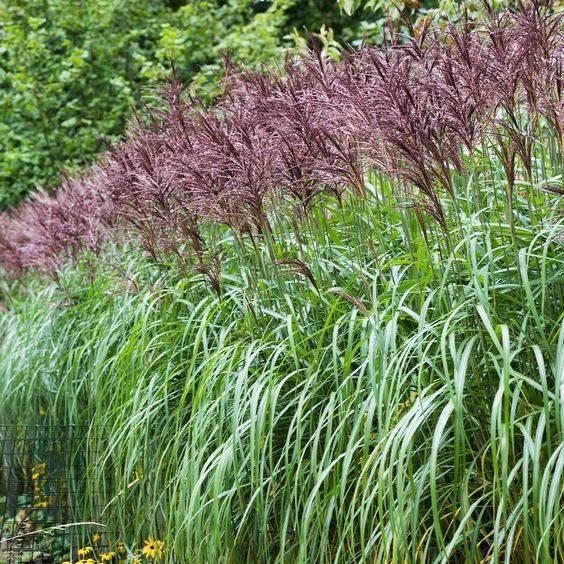 Chinees-Prachtriet-Miscanthus Sinensis Maleparthus-6 euro, Tuin en Terras, Planten | Tuinplanten, Ophalen, Vaste plant, Siergrassen