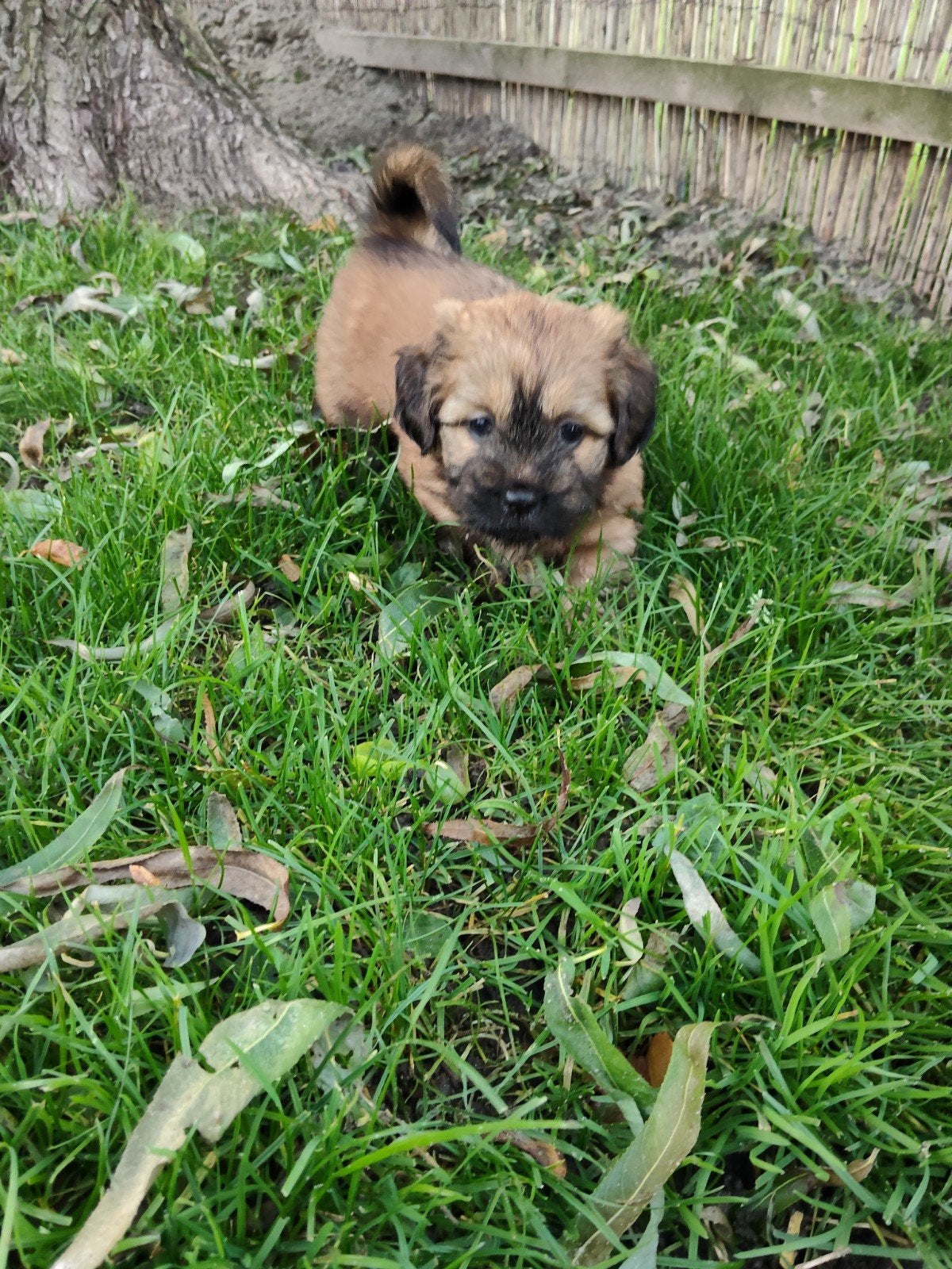 3 mooie Shih-tzu/ Teckel pups  Schweenies, Overige rassen, 8 tot 15 weken, Meerdere, Meerdere dieren