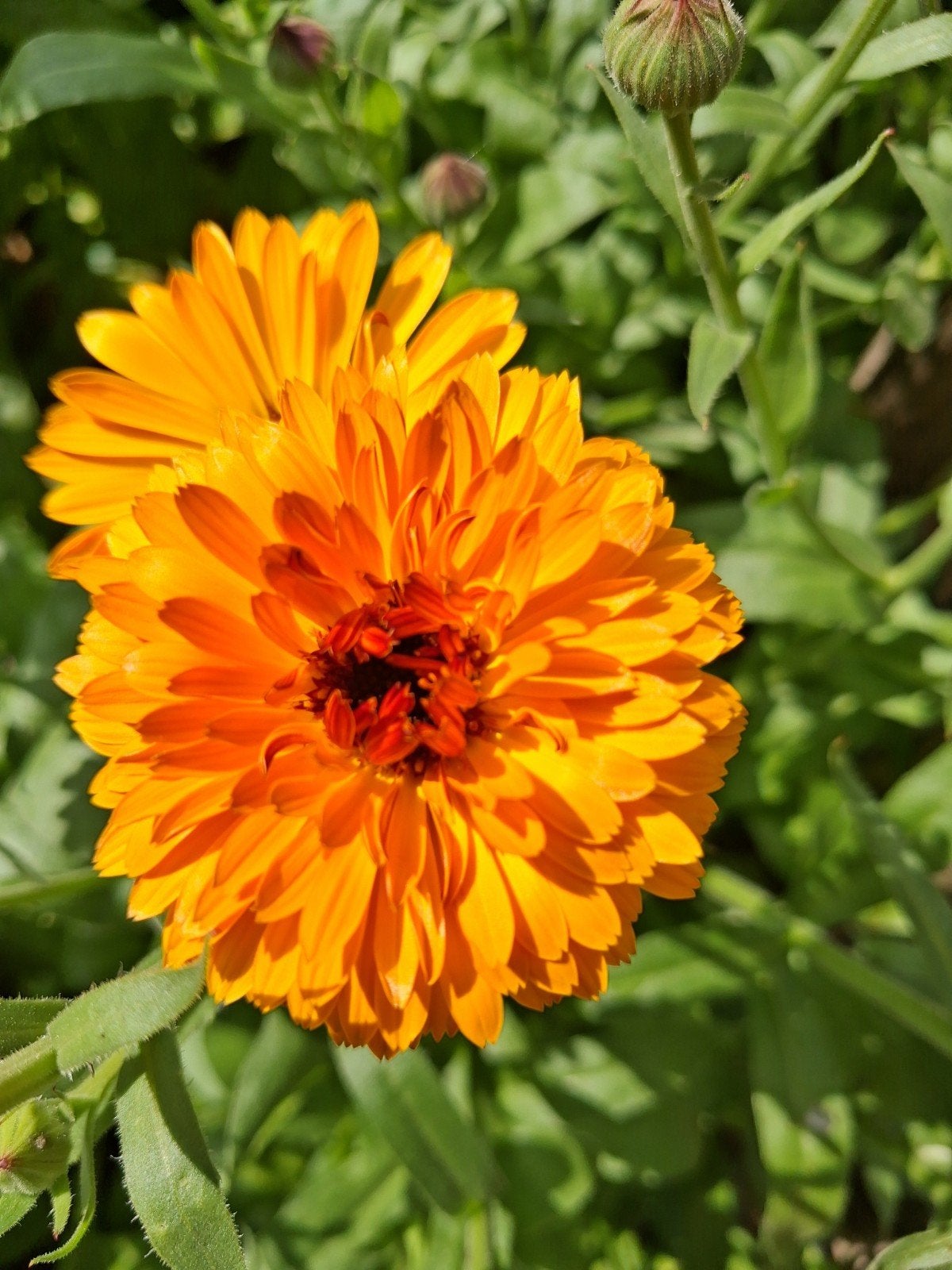 Meer dan 70 soorten Bloemenzaden Biologisch gekweekt, Ophalen of Verzenden, Voorjaar, Volle zon, Zaad