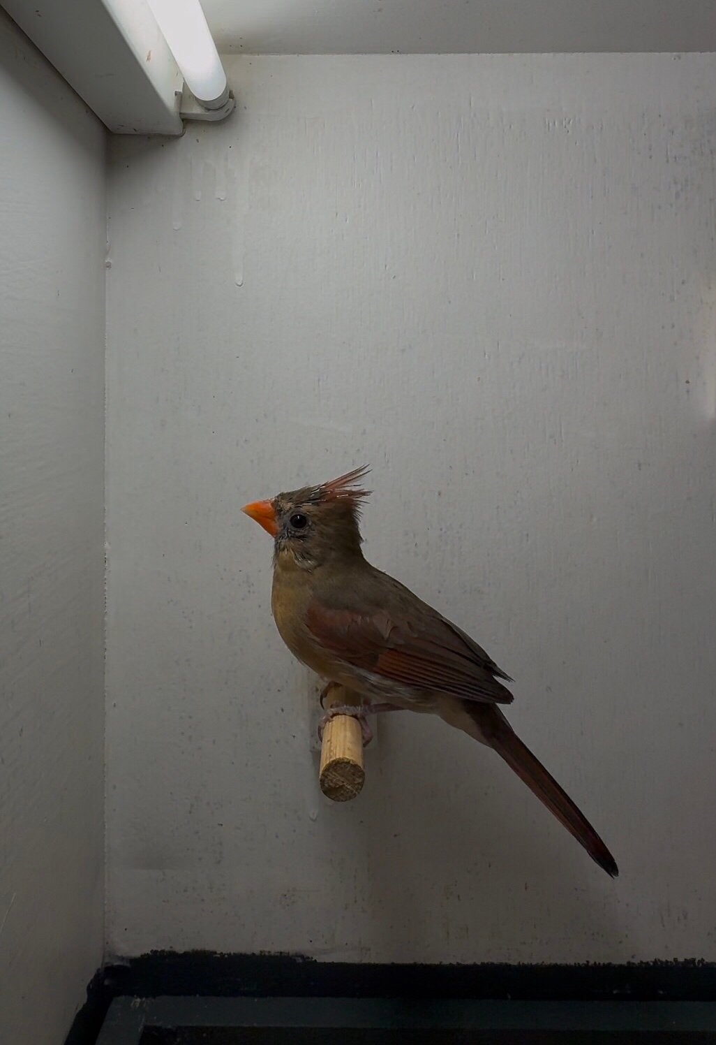 Rode Kardinaal, Meerdere dieren, Wildzangvogel, Geringd