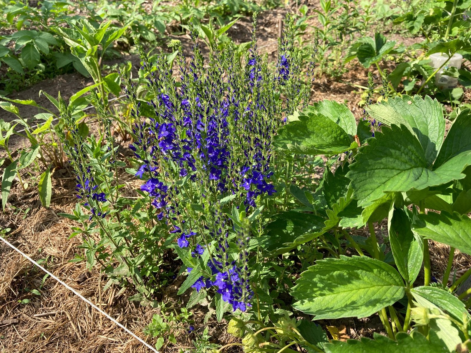 Veronica austriaca - vaste plant, Tuin en Terras, Planten | Tuinplanten, Ophalen, Overige soorten, Volle zon