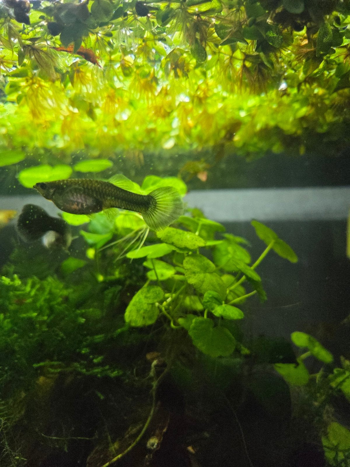 Vrouwlijke guppies, Dieren en Toebehoren, Vissen | Aquariumvissen, Vis, Zoetwatervis