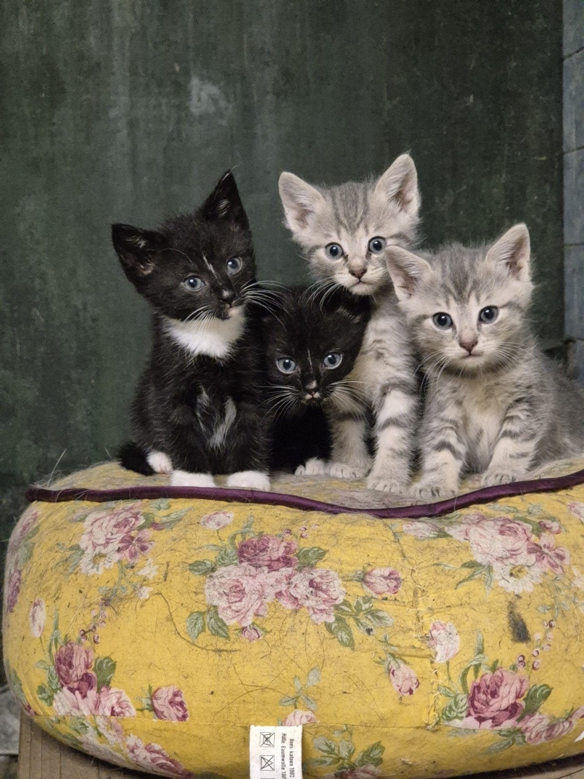 6 super leuke KITTENS!, Meerdere dieren, Kortharig, 0 tot 2 jaar