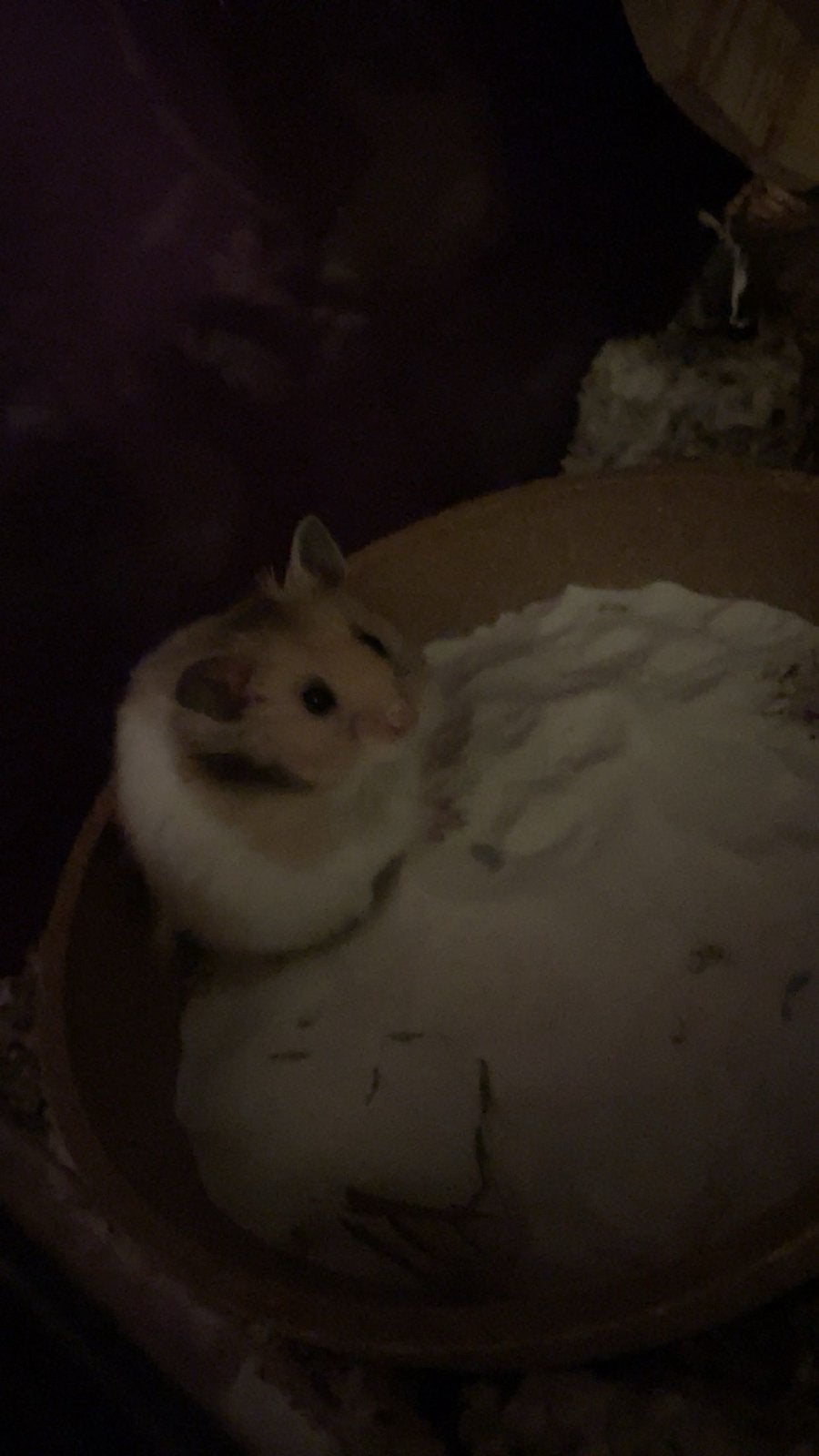Goudhamster, Dieren en Toebehoren, Hamster, Mannelijk, Juli, Tam