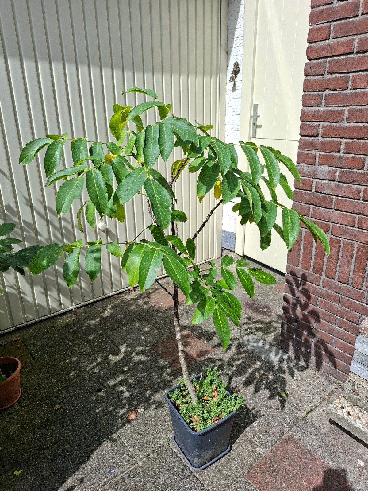 Walnoot boom, Ophalen, Minder dan 100 cm, In pot