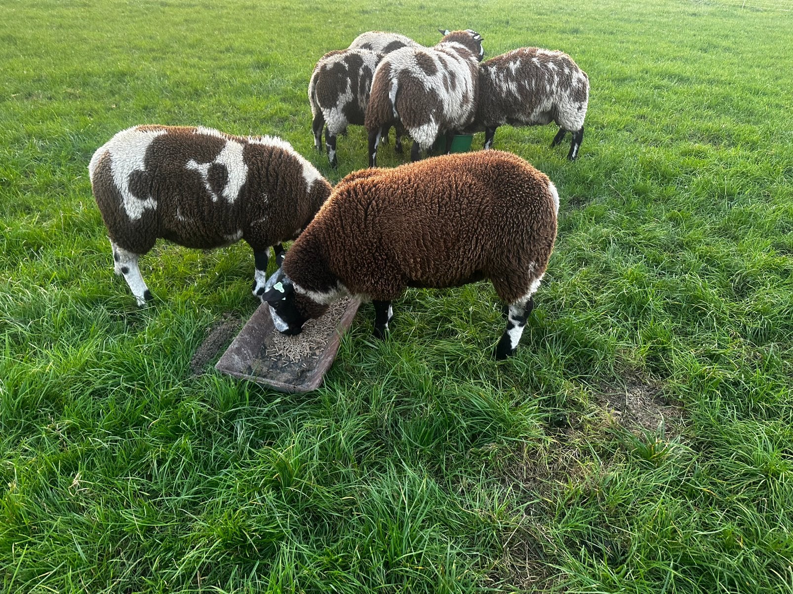 Bonte (dek) Rammen, Dieren en Toebehoren, Mannelijk, Schaap, 0 tot 2 jaar