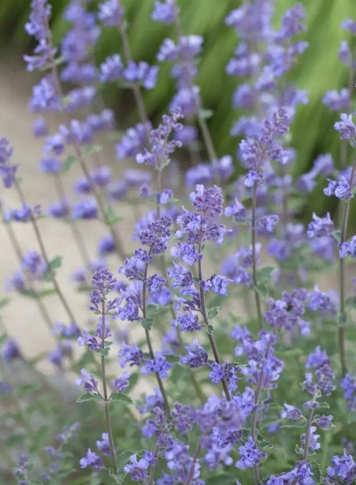 Nepeta Grol in P9 - 240 stuks op voorraad, Overige soorten, Volle zon, Vaste plant, Ophalen of Verzenden