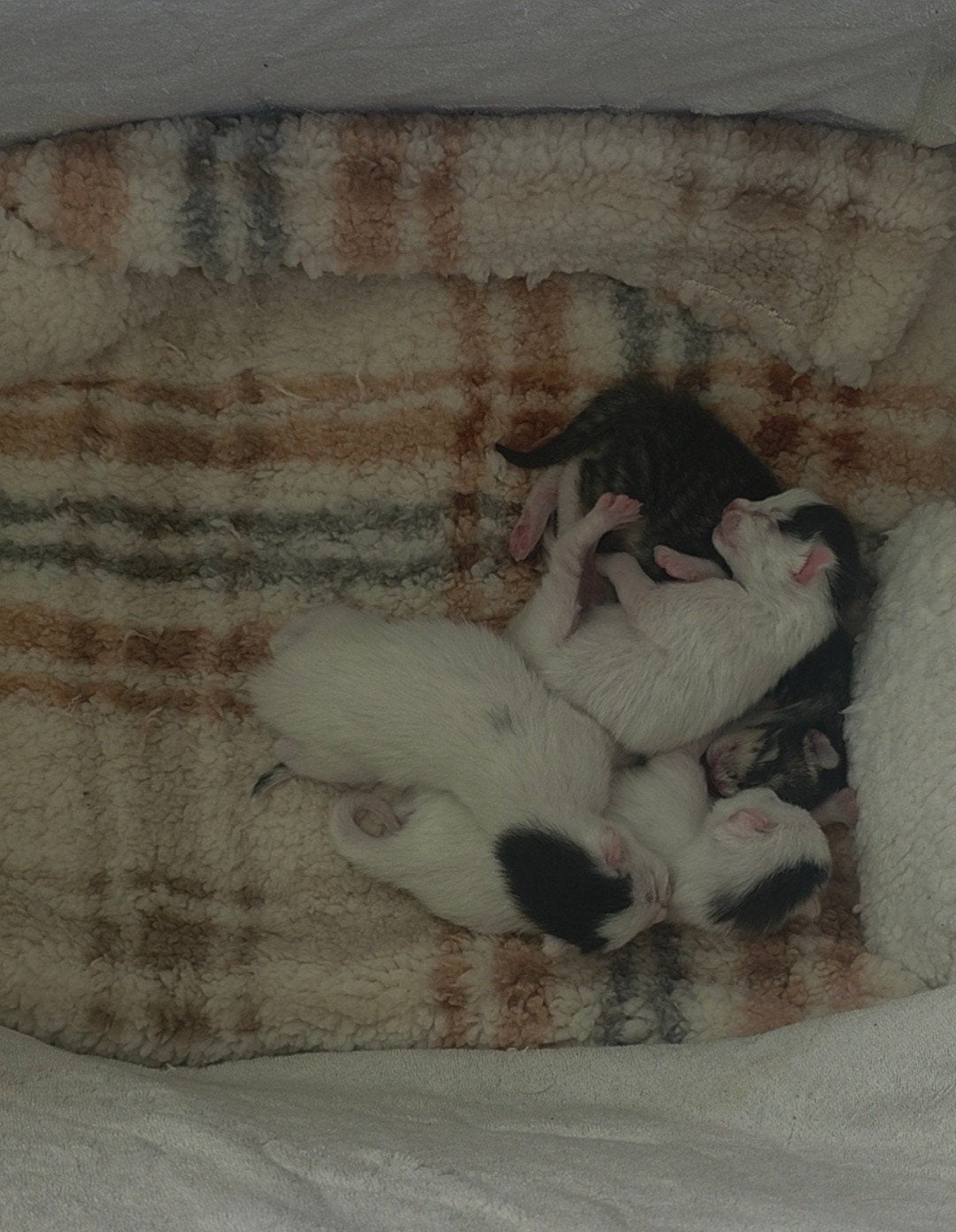 4 lieve kittens zoeken een warm thuis., Dieren en Toebehoren, Meerdere dieren, 0 tot 2 jaar