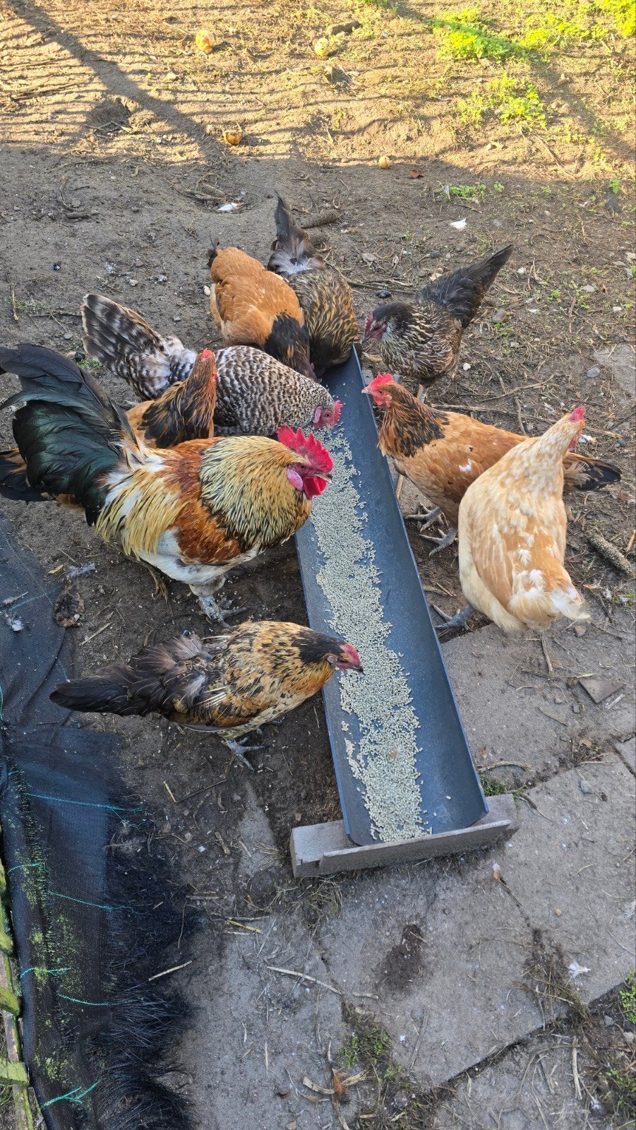8 hennen en 1 haan, Dieren en Toebehoren, Meerdere dieren, Kip