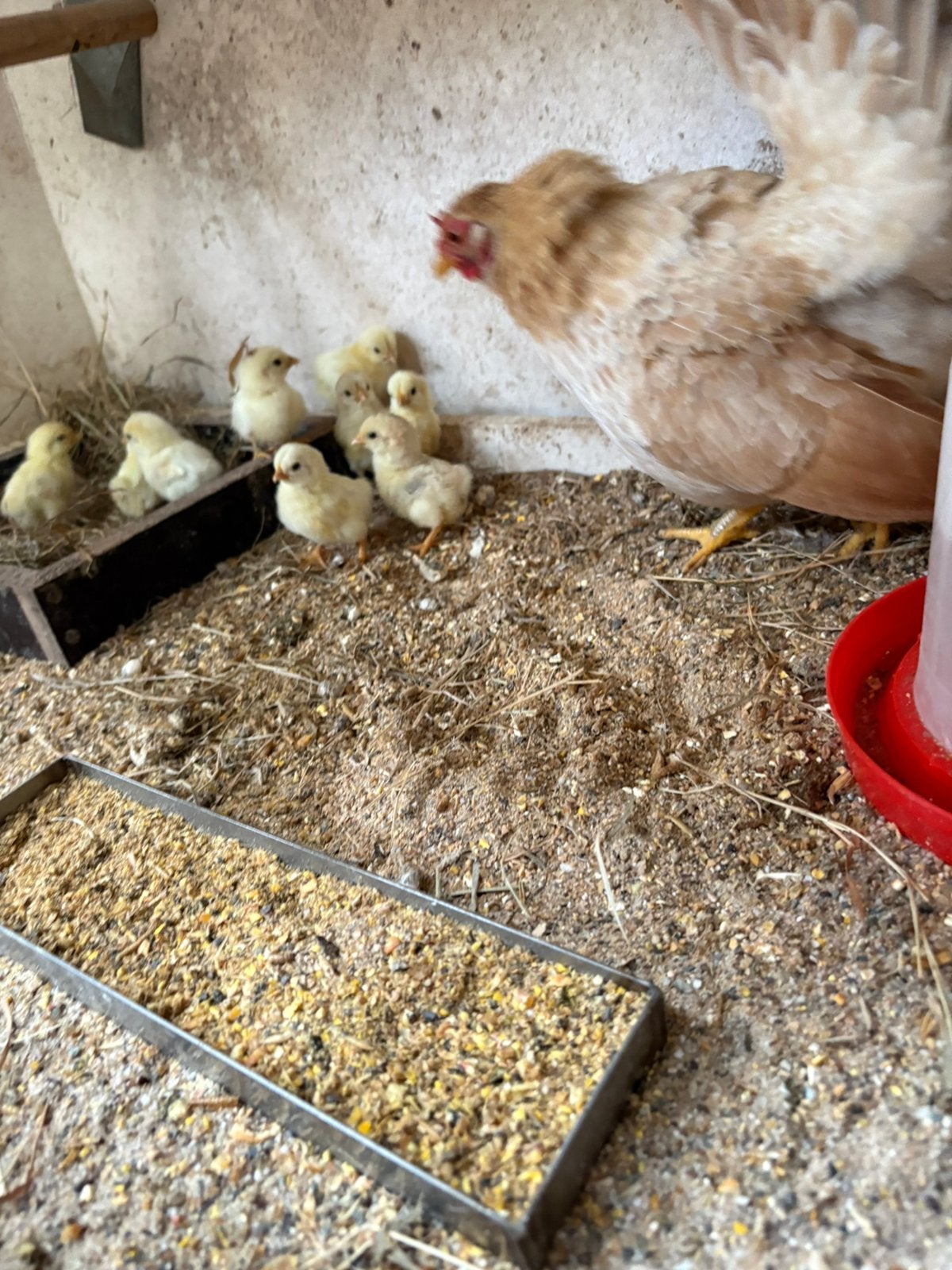 Serama kip met 10 kuikens, Meerdere dieren, Kip