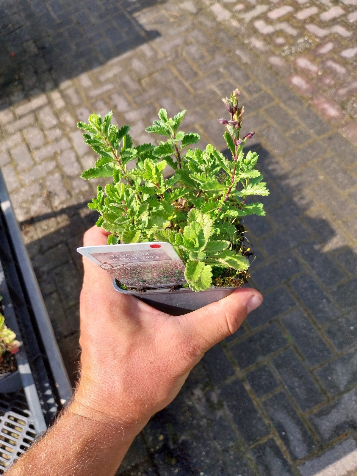 Teucrium lucydris - Gamander, Ophalen, Overige soorten, Volle zon