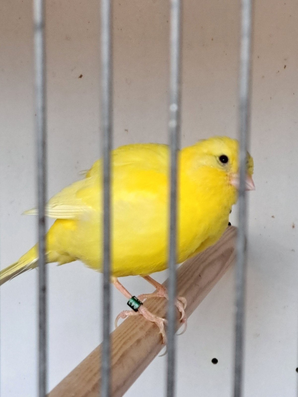 Kanarie, Dieren en Toebehoren, Vogels | Kanaries, Mannelijk, Kleurkanarie