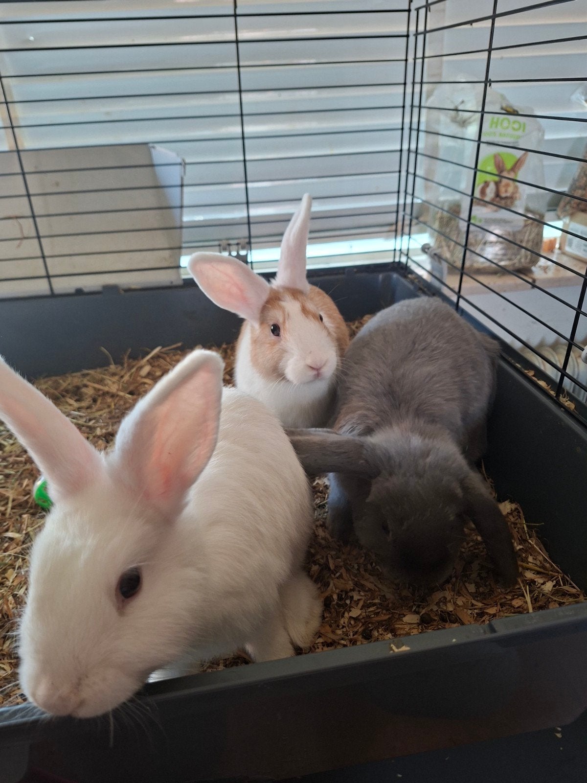 3 lieve konijntjes zoeken met spoed nieuw huisje., Dieren en Toebehoren, Meerdere dieren, Middelgroot, 0 tot 2 jaar