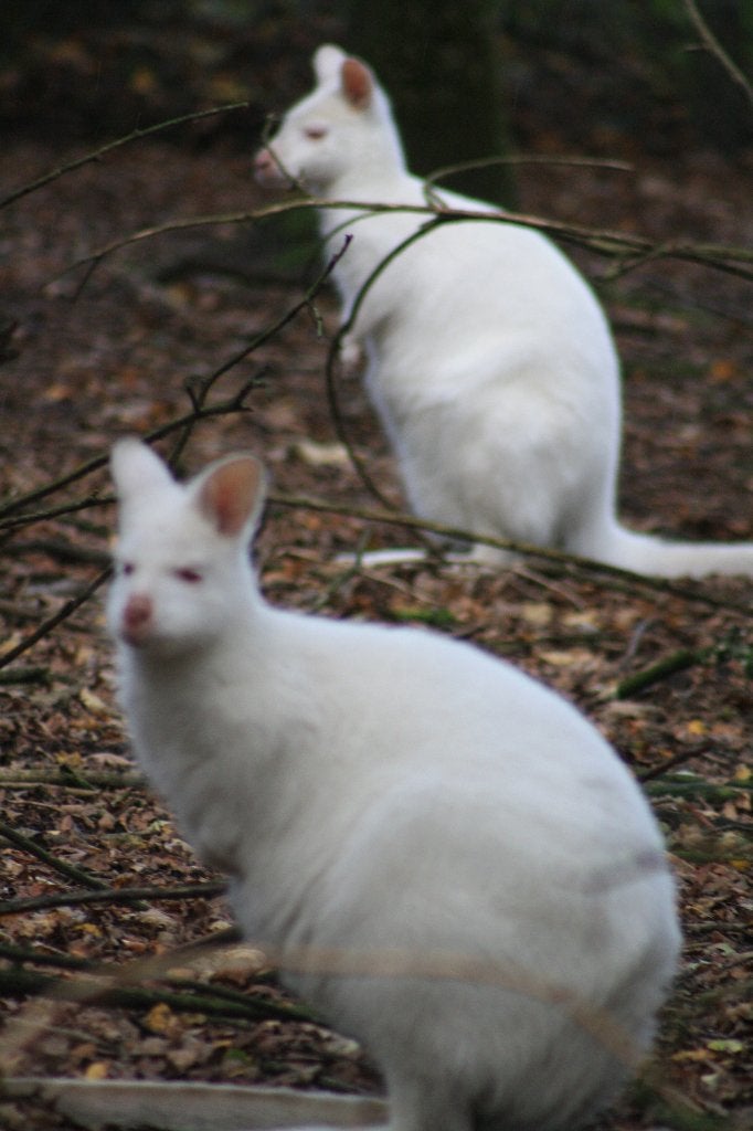 witte wallaby kangoeroe, Maart, Mannelijk