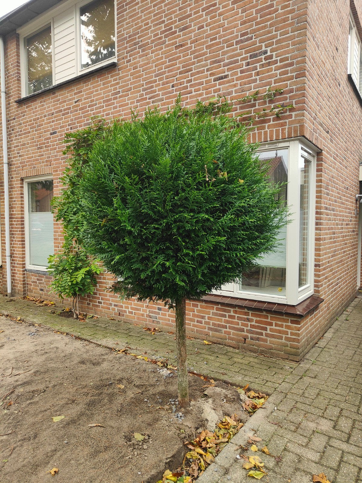 Taxus bolboom - Prachtige groenblijvende boom, Vaste plant, Bloeit niet, Halfschaduw, Ophalen