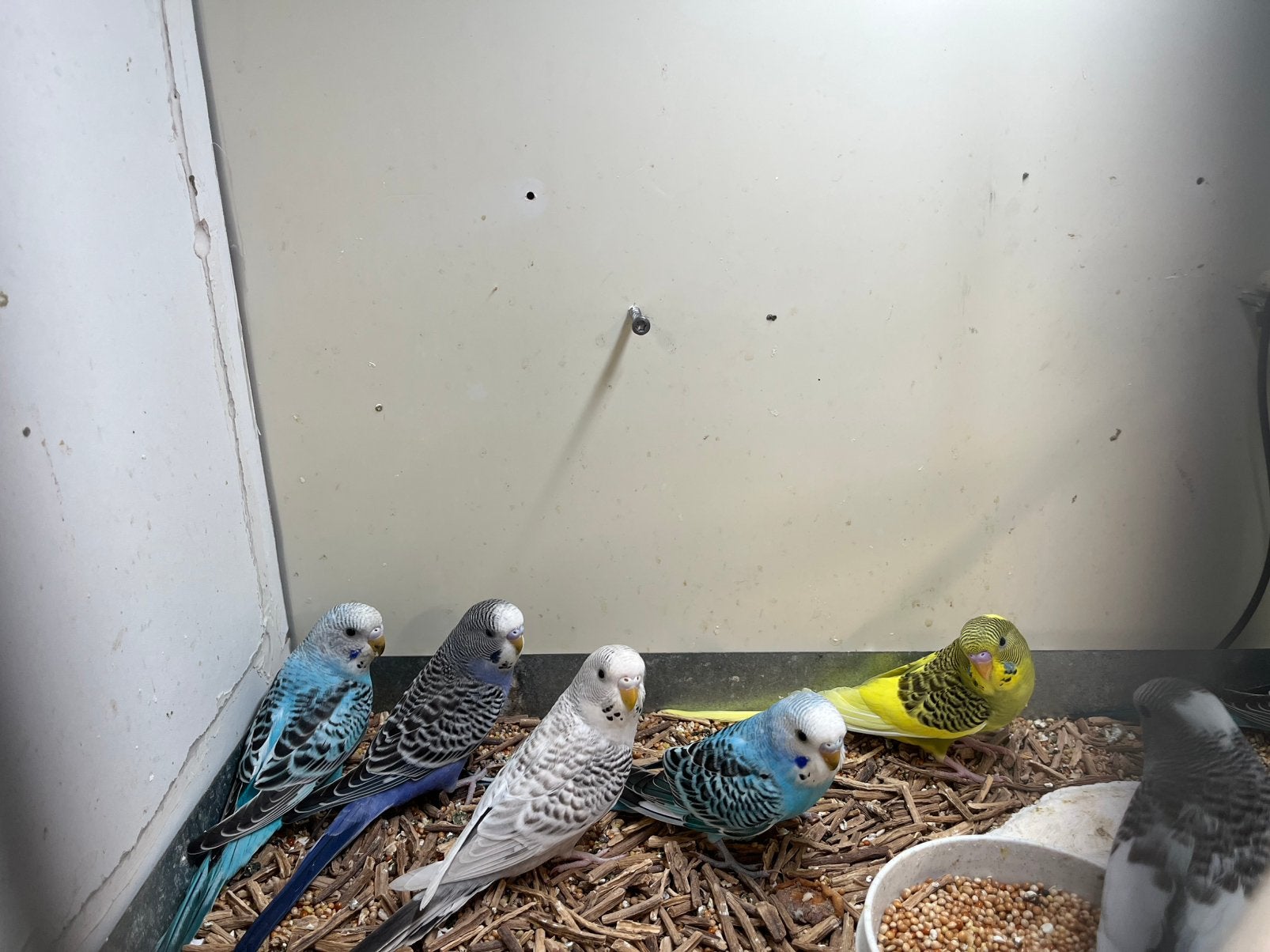 Jonge grasparkieten, Meerdere dieren, Parkiet, Tam