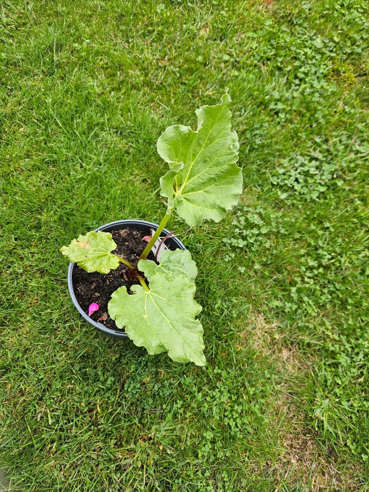 Biologische rabarber, Tuin en Terras, Planten | Tuinplanten, Volle zon, Groenteplanten, Eenjarig, Ophalen of Verzenden
