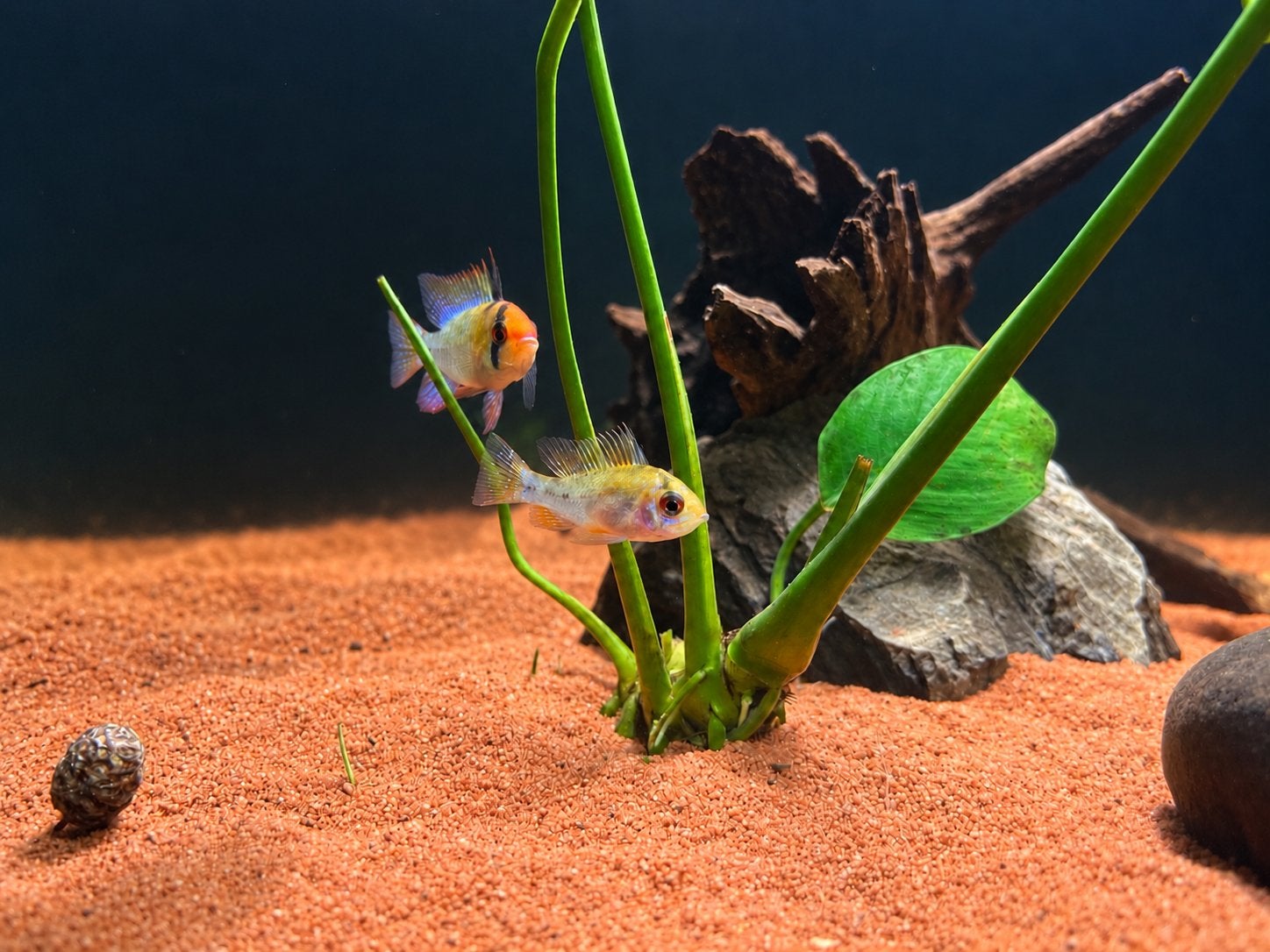 Koppel Ramirezi / Antennebaarsjes – Mikrogeophagus ramirezi, Vis, Zoetwatervis