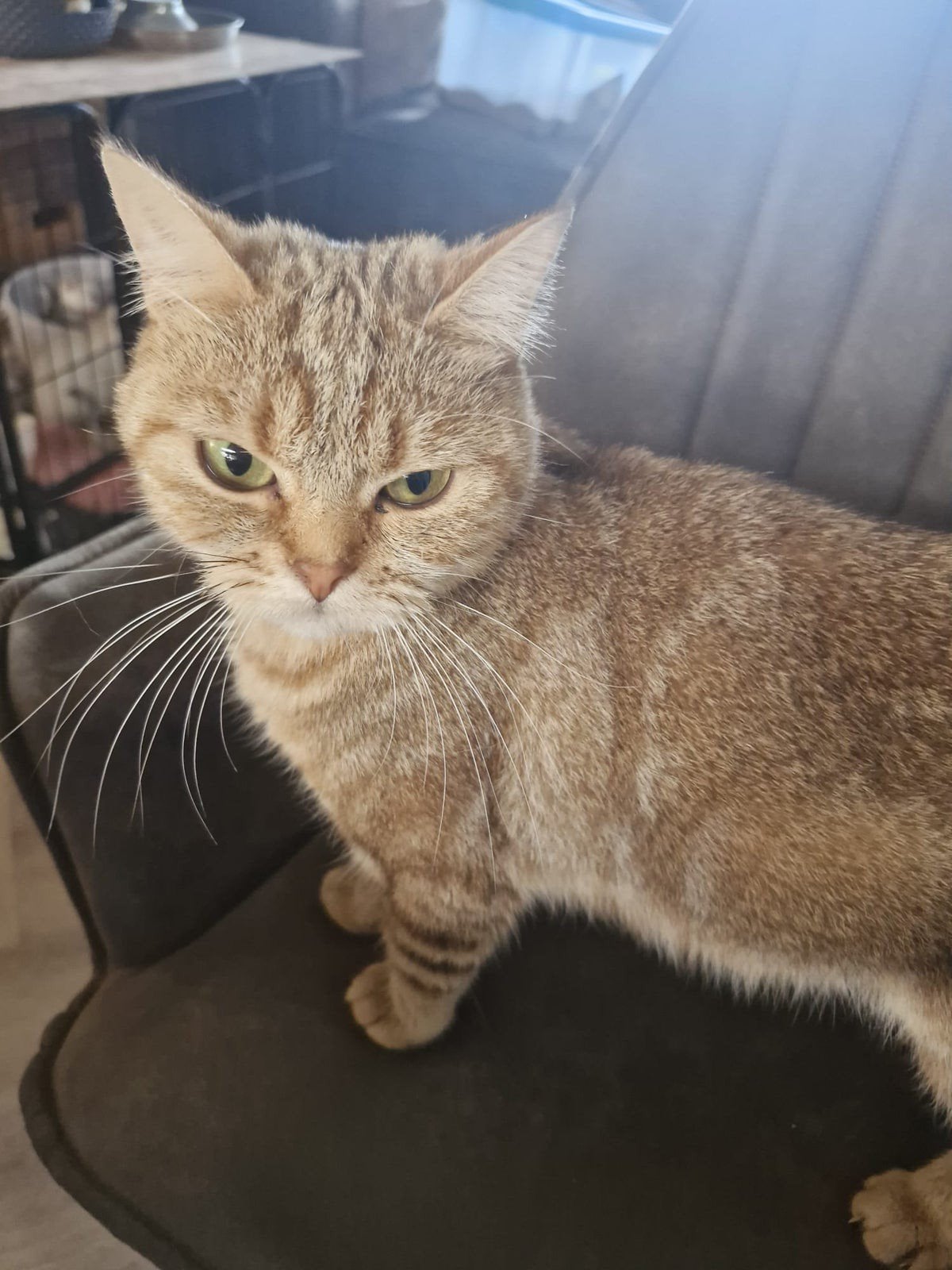 Prachtige stamboompoes britse korthaar, Dieren en Toebehoren, Poes, Met stamboom