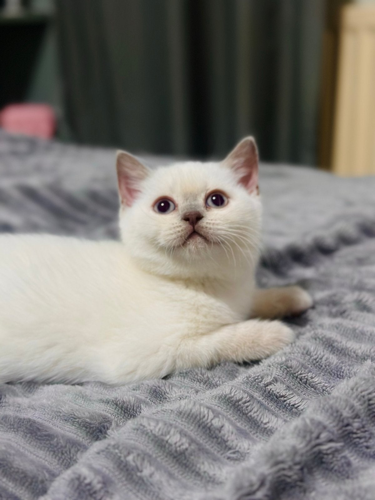 Rasechte Britse Korthaar poes te koop, Dieren en Toebehoren, Katten en Kittens | Overige Katten