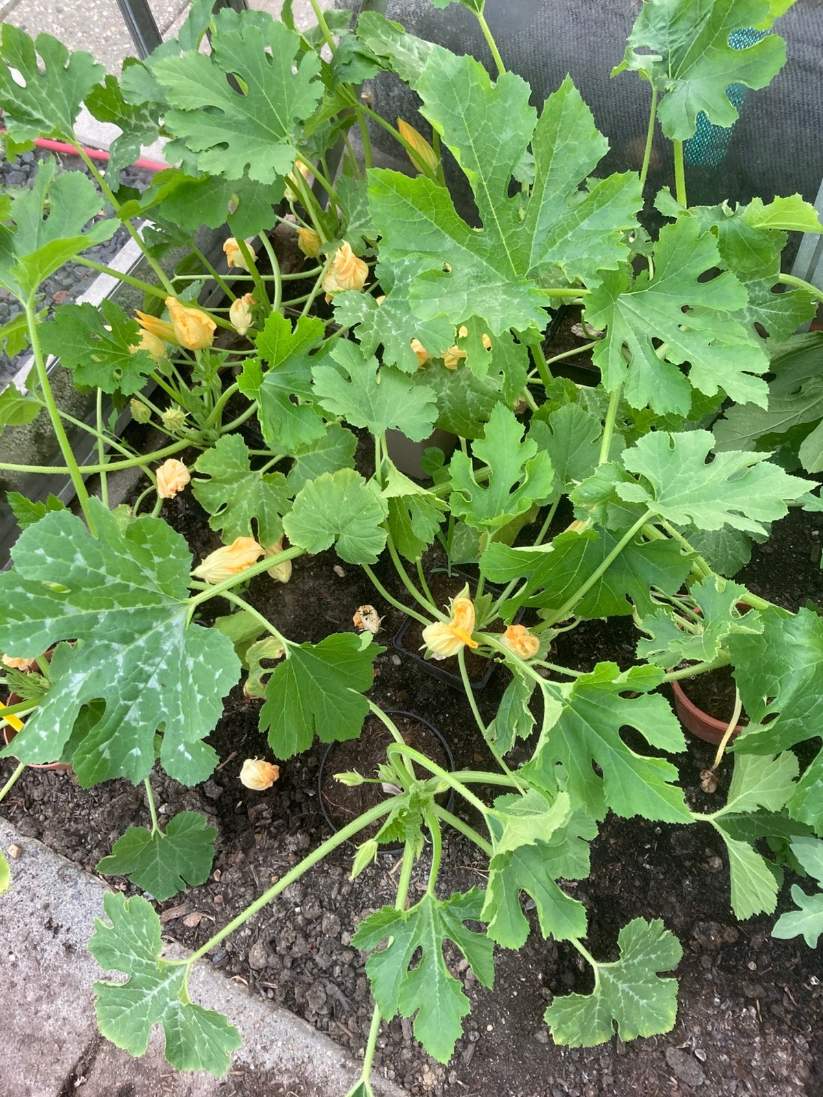Courgette, paprika en kerstomaten planten, Ophalen, Eenjarig, Groenteplanten, Volle zon