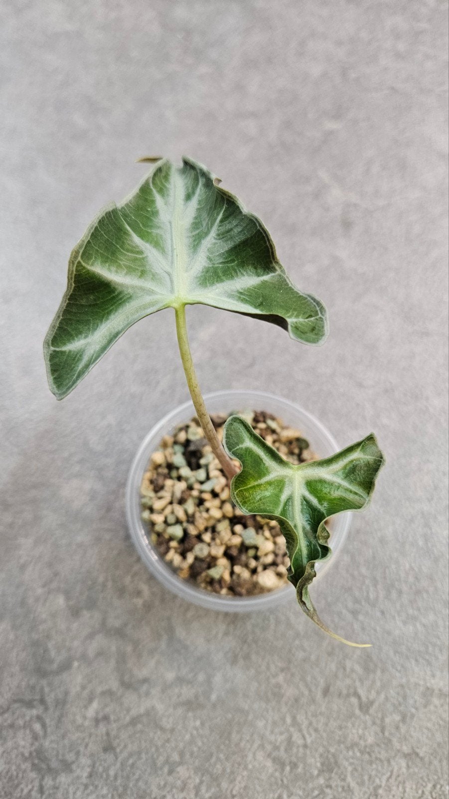 Alocasia Loco, Ophalen of Verzenden