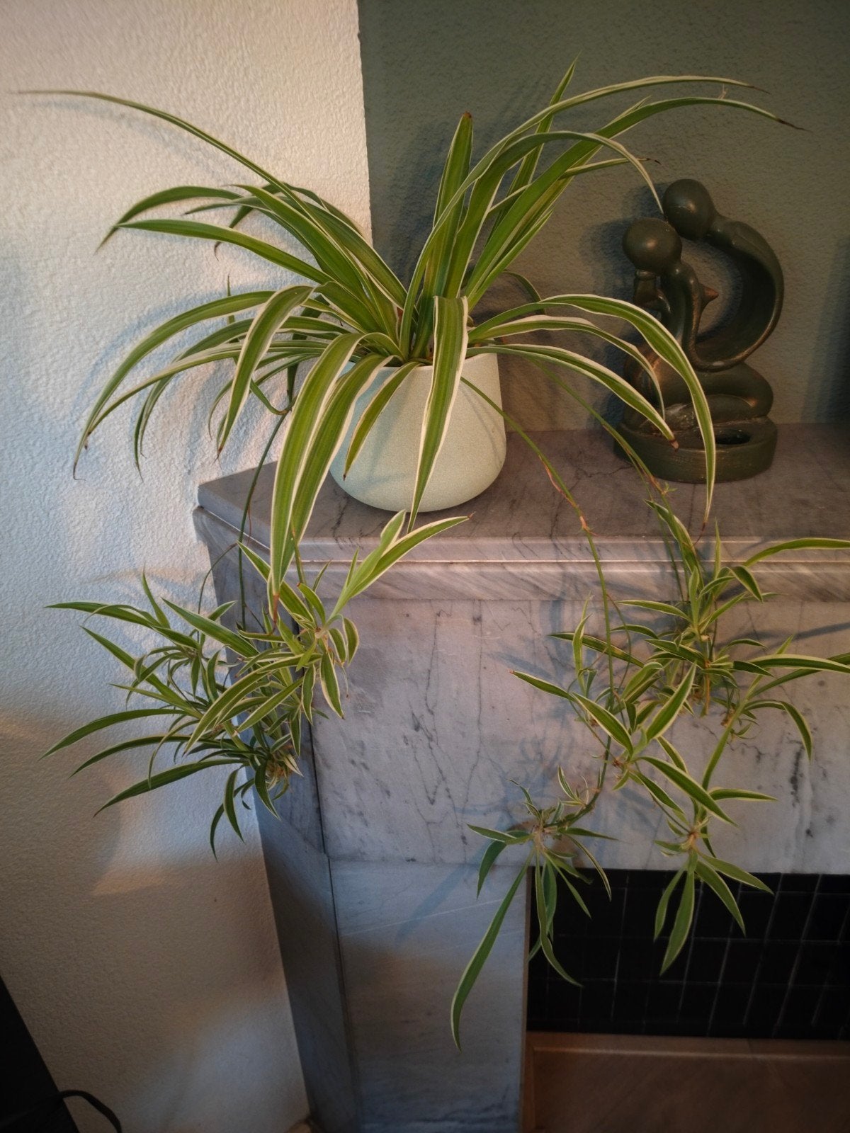 plantenstekjes te koop van de graslelie, Ophalen, Halfschaduw, Minder dan 100 cm
