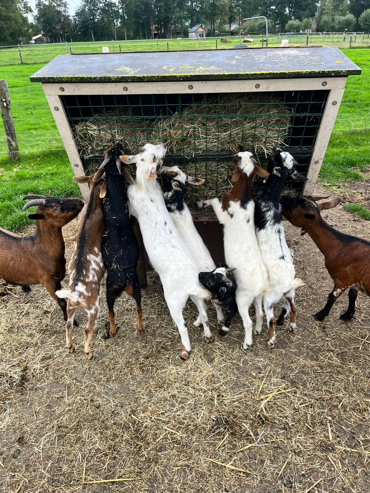 Mooie dwerggeiten, Dieren en Toebehoren, Vrouwelijk, Geit