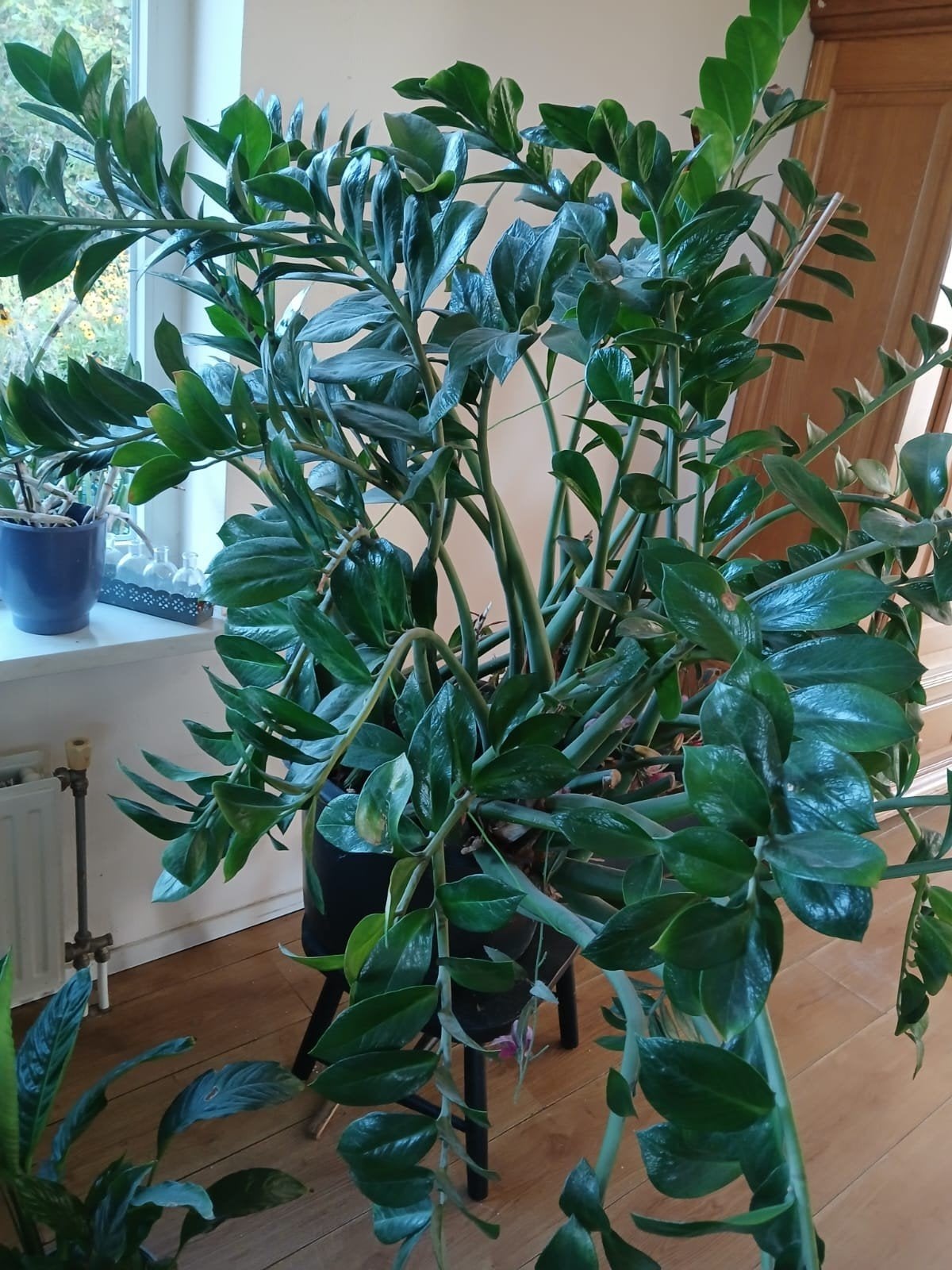 kamerplant zamicoculcas, Ophalen, Zo goed als nieuw, Overige typen, Groen